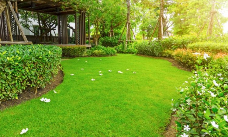 cỏ sân vườn