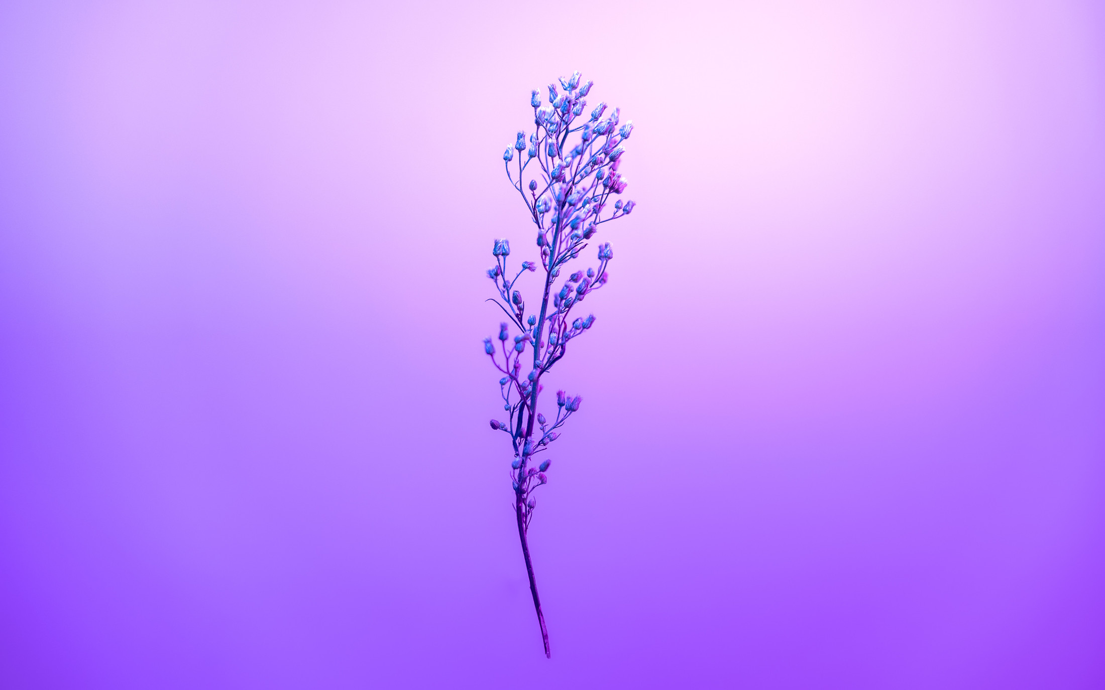 Purple Petal Sky With Stem, HD Flowers, 4k Wallpapers, Images ...